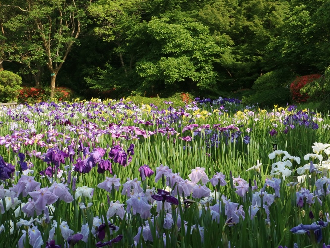 Japanese Iris Garden's image 1