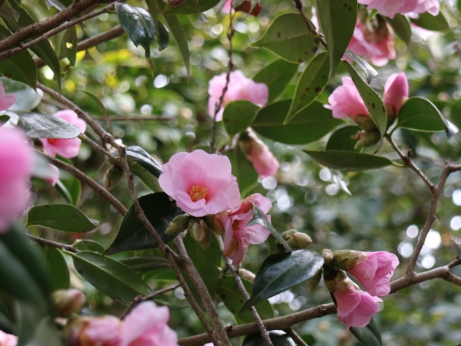Camellia Garden's image 1