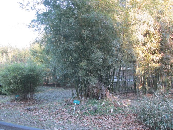 Bamboo Garden's image 1