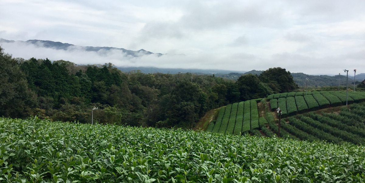 茶畑と霧's image 1