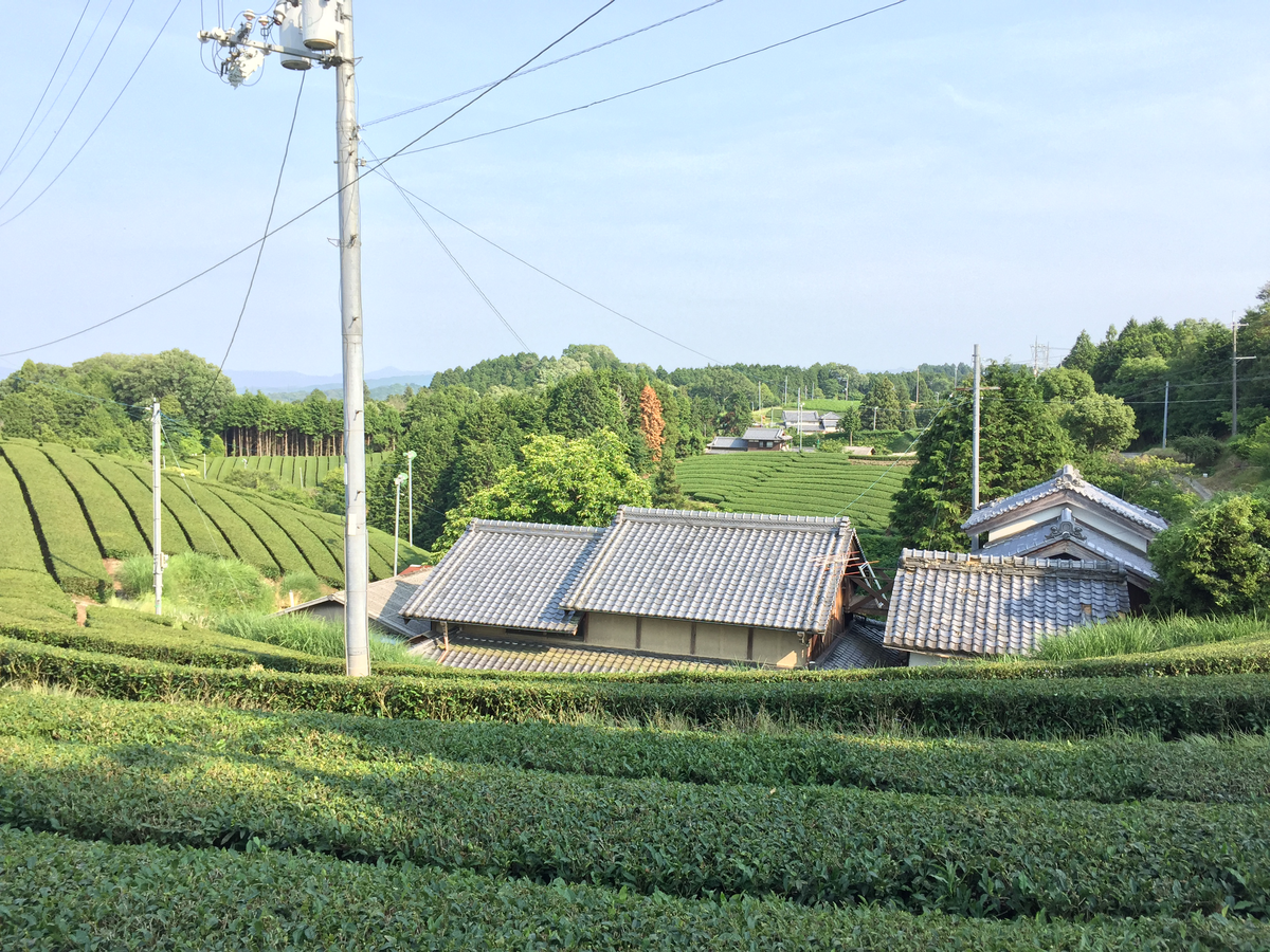 荒堀の茶畑's image 1