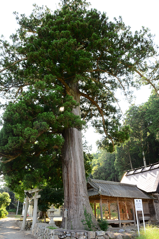 4.東本梅町　大内神社のスギ's image 1
