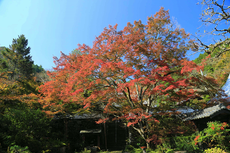 5.薭田野町　神藏寺のモミジ's image 1