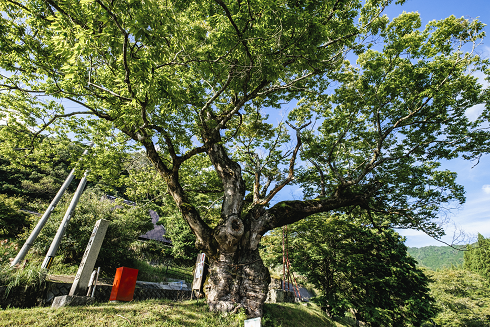 6.美山町　大原神社のケヤキ's image 1