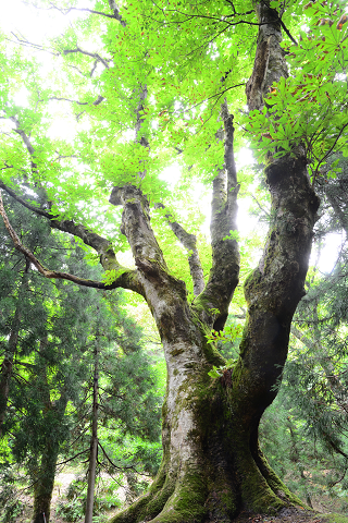 9.美山町　芦生の森のトチ's image 1