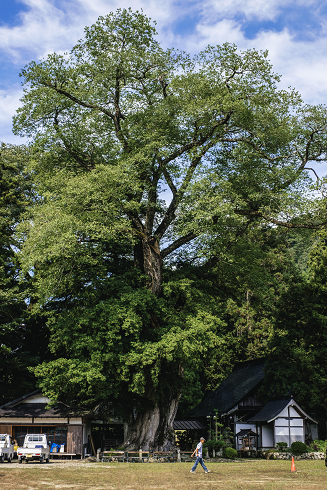 14.園部町　天引八幡神社のムクノキ's image 1