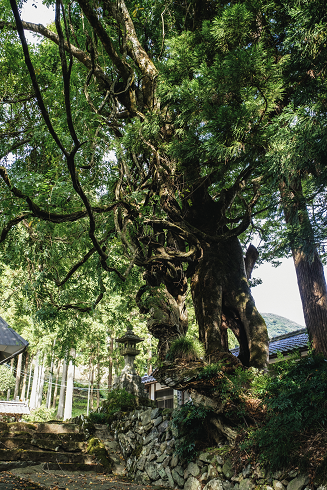 17.坂原　阿上三所神社のケヤキ・フジ's image 1