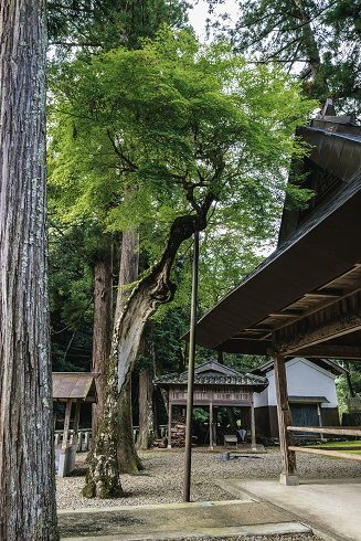 21.三ノ宮　酒治志神社のモミジ's image 1