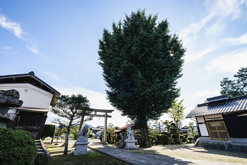 22.戸田　浦嶋神社のイチョウ's image 1