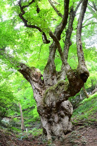 27.五津合町　君尾山のトチ's image 1