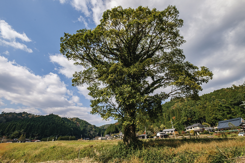 29.睦寄町　綾部電波工業隣接地のエノキ's image 1