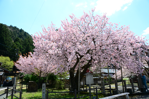 32.宮町　黒田百年桜's image 1