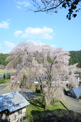 33.上弓削町　八幡宮社の出逢い桜's image 1