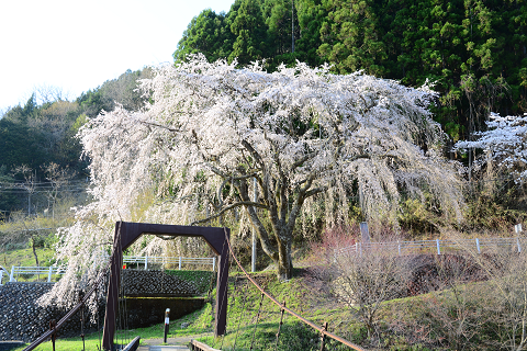 34.周山町　魚ヶ淵のサクラ's image 1