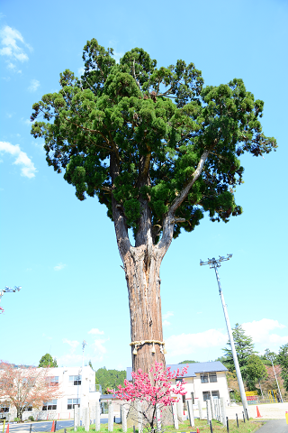 36.上弓削町　京北第三小学校のスギ's image 1