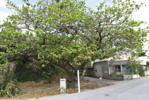 泊の大クワディーサー(村指定天然記念物)