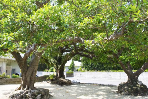 伊舎堂前の三本ガジュマル(村指定史跡)