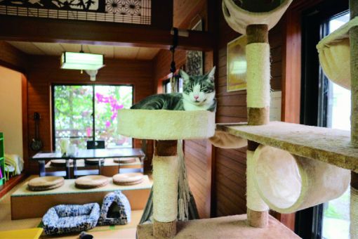 ギャラリー喫茶 猫丸庵