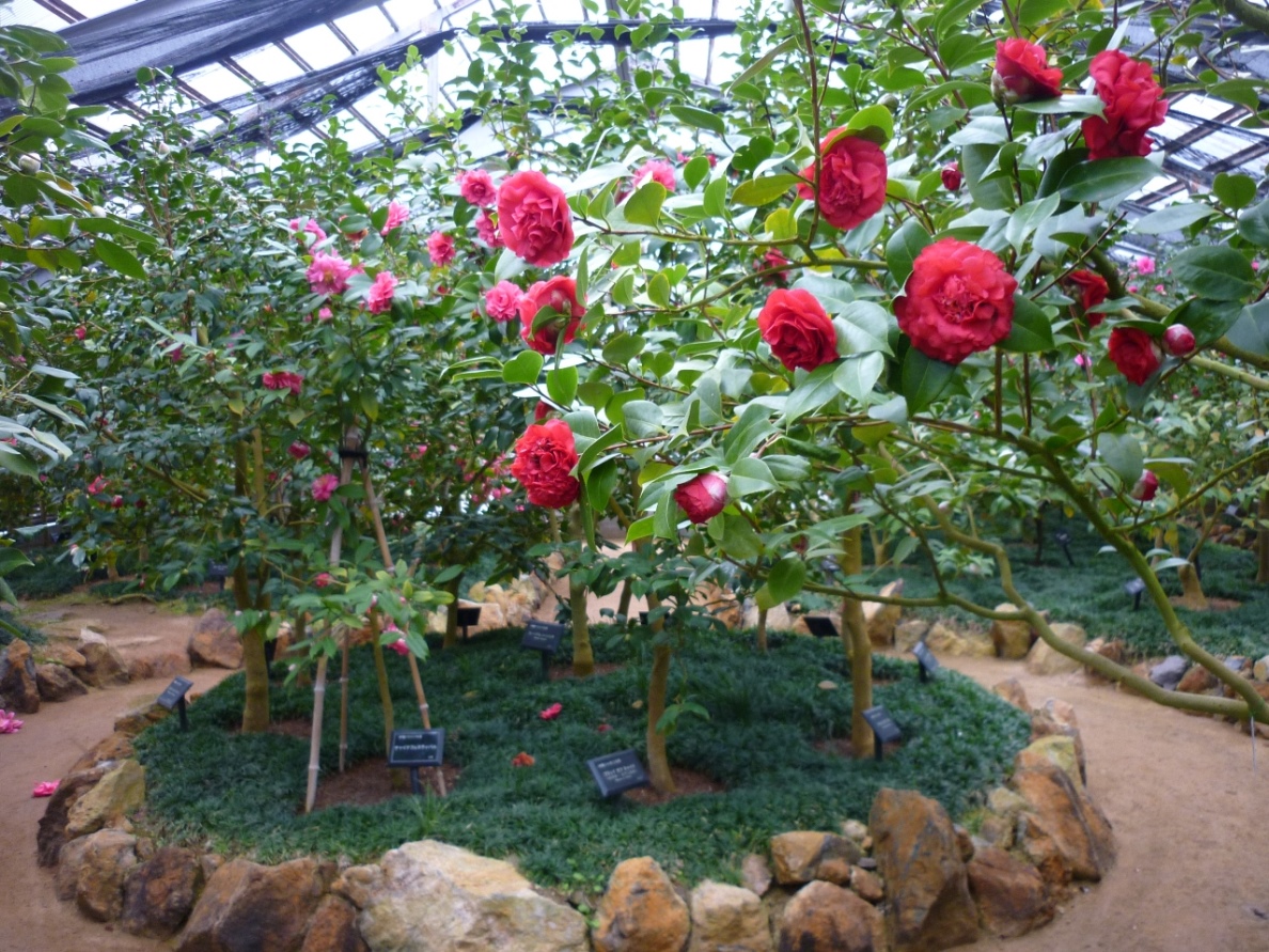 カメリアハウス(温室)