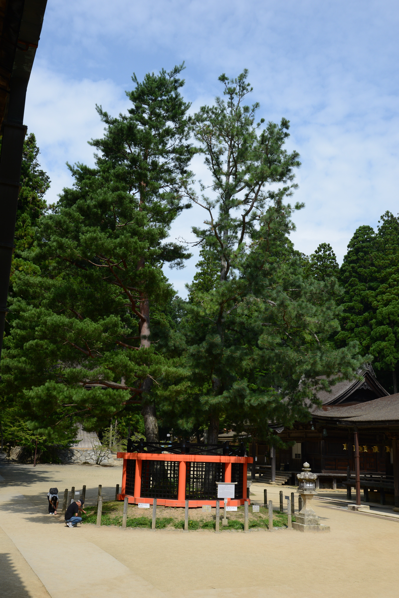 Sanko-no-Matsu (Trident Pine)