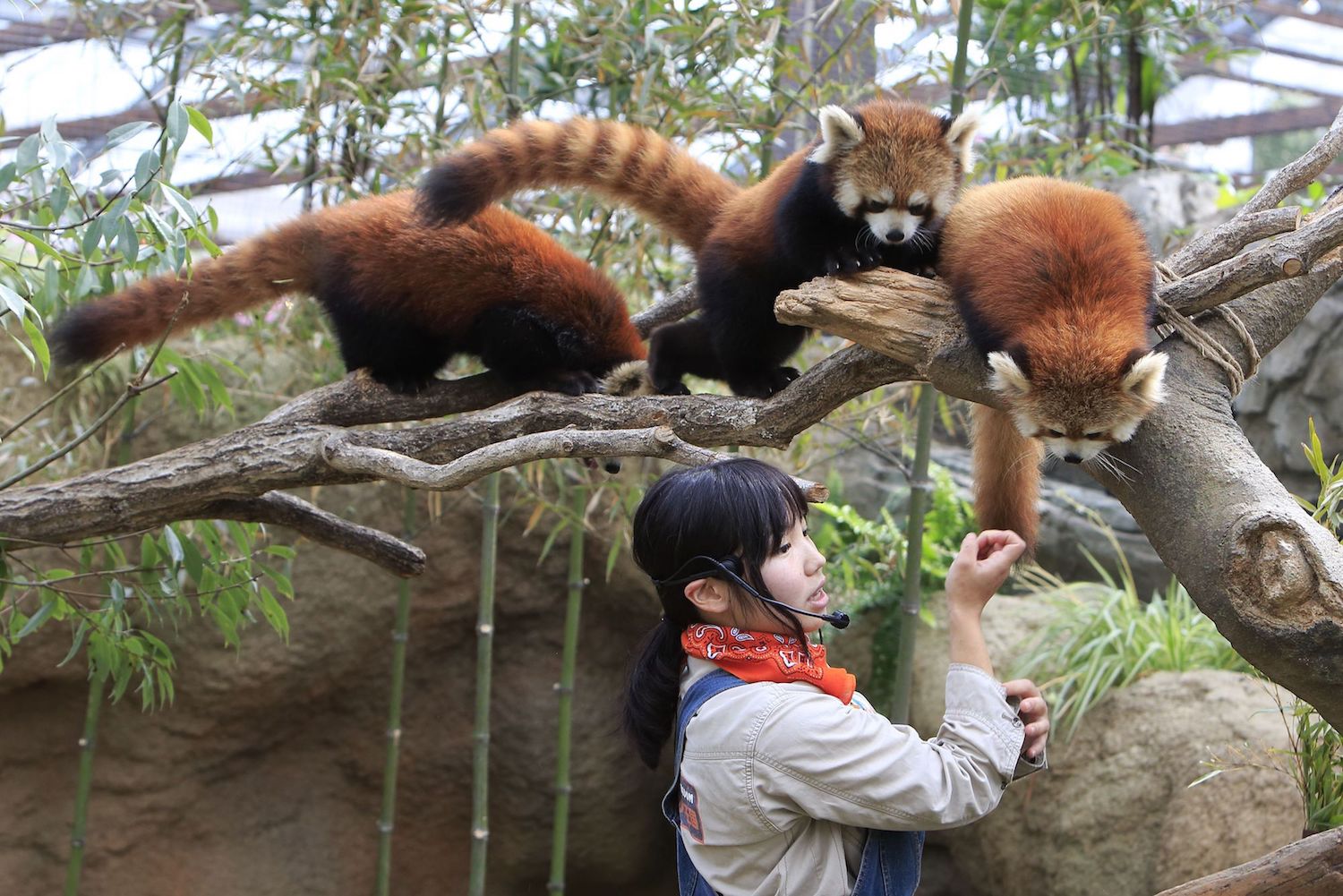 神戸どうぶつ王国