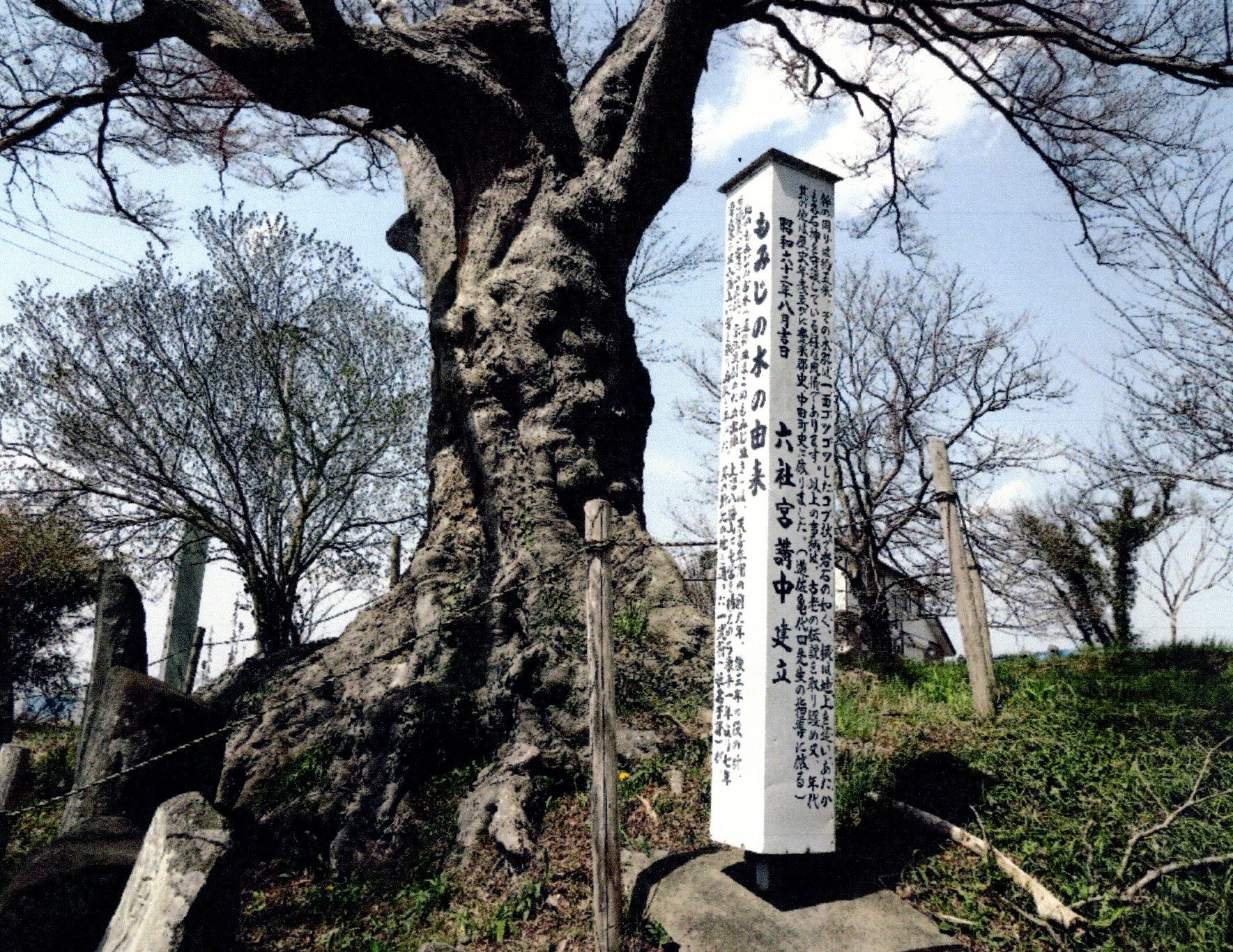 8 若林のもみじ