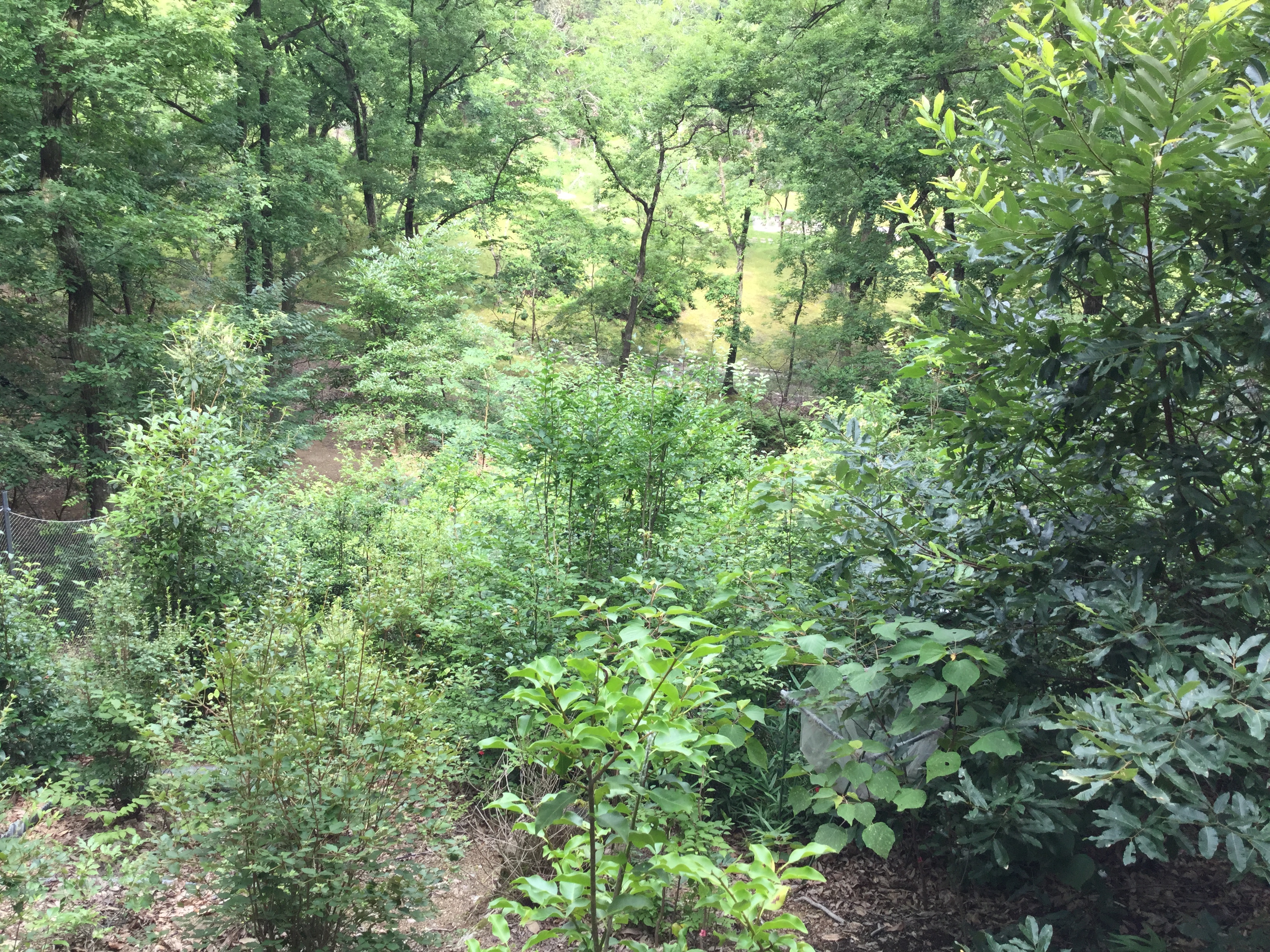 防鹿柵プロット