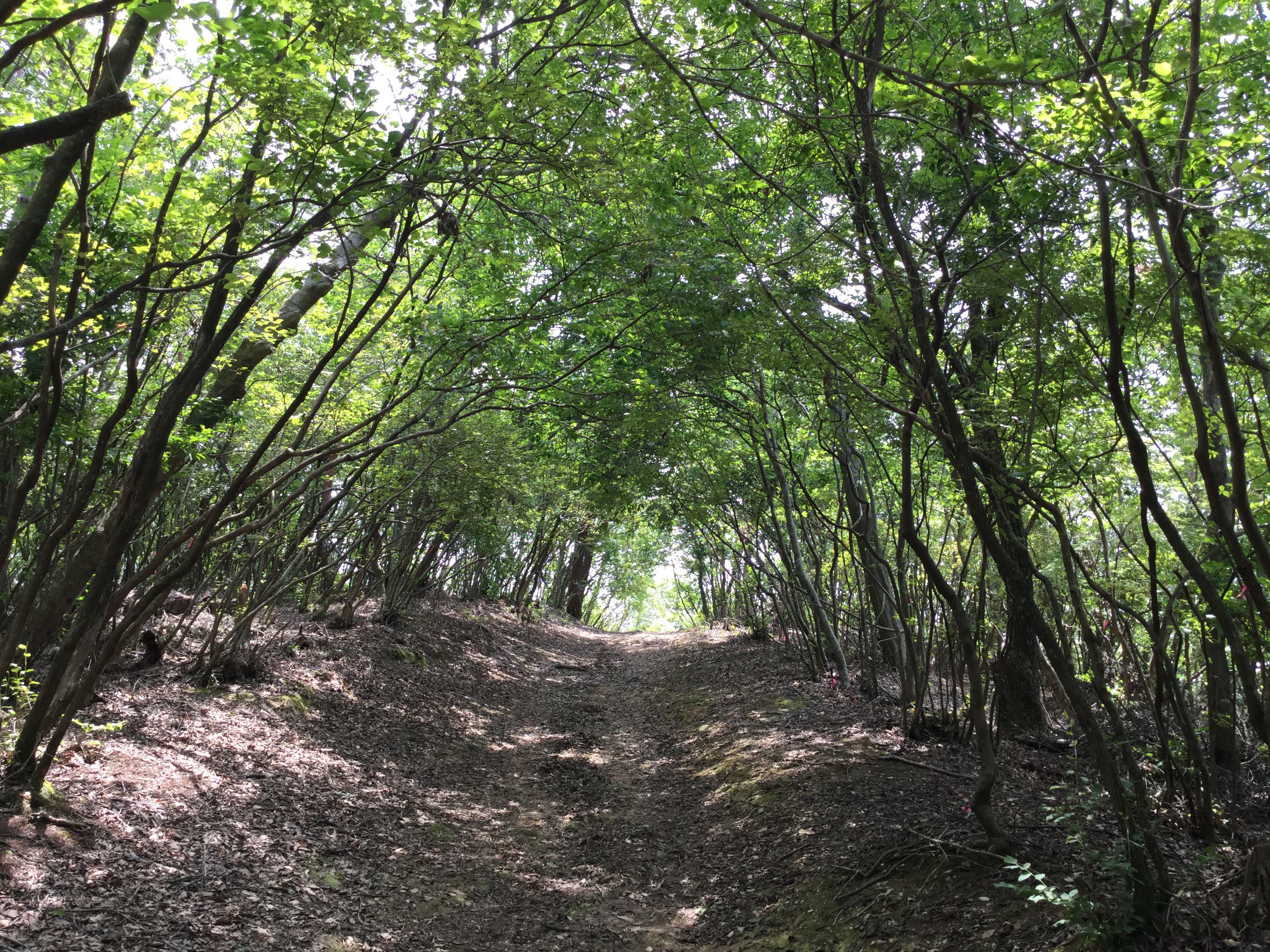 コバノミツバツツジのトンネル