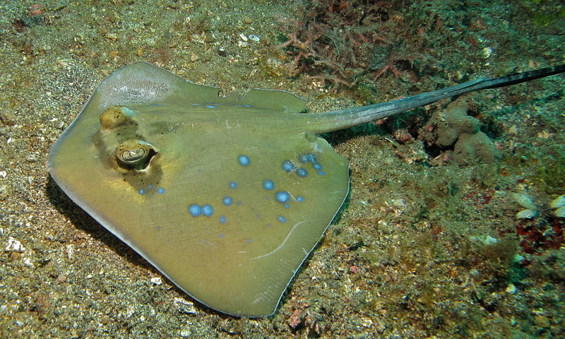 Bluespotted Maskray