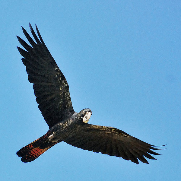 Glossy Black Cockatoo