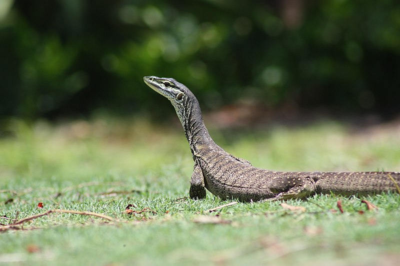 Goanna