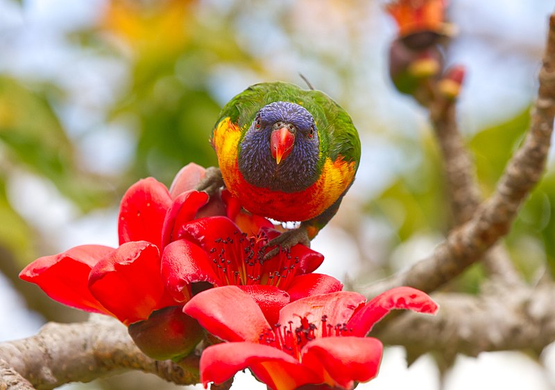 Rainbow Lorikeet