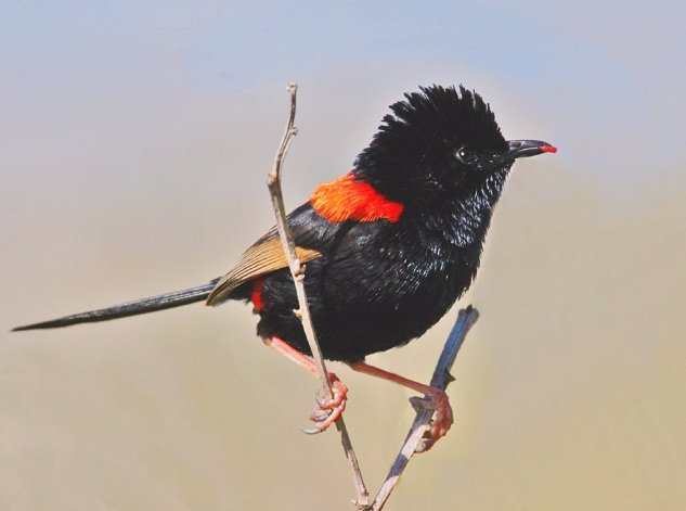 Red-backed Fairywren