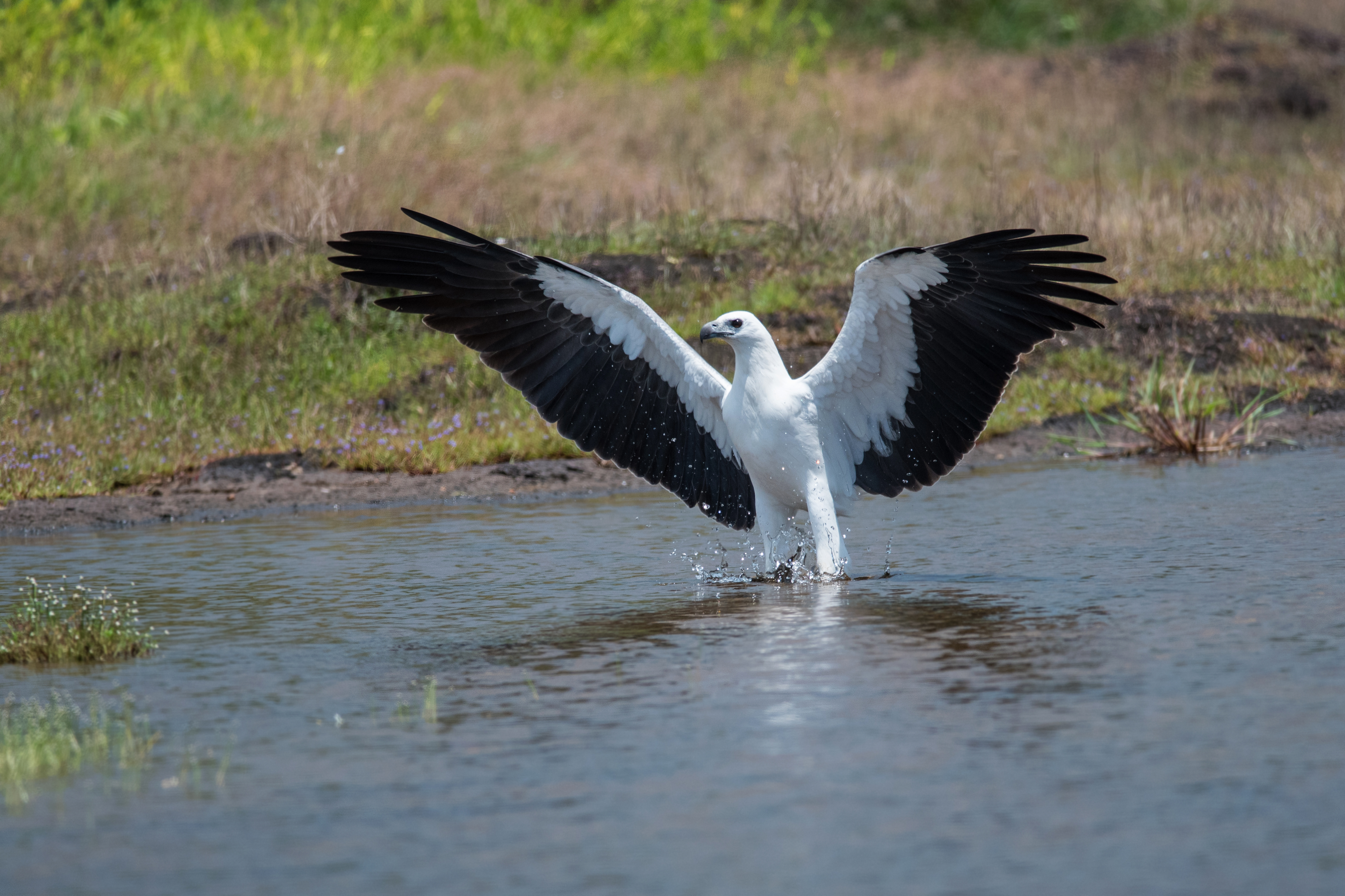 White Bellied Sea Eagle