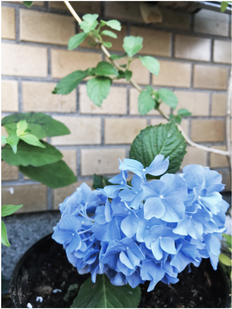 Hydrangea