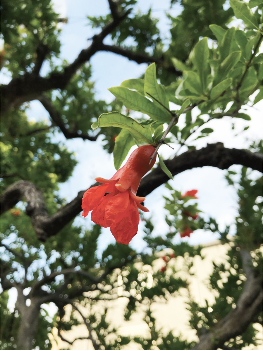 Pomegranate flower
