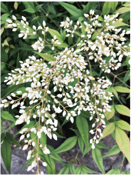 Nandina domestica (Heavenly Bamboo)