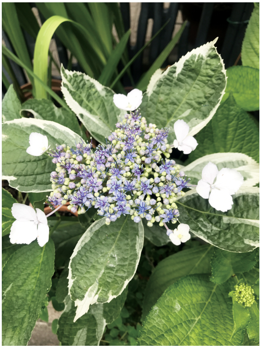 Lacecap hydrangea