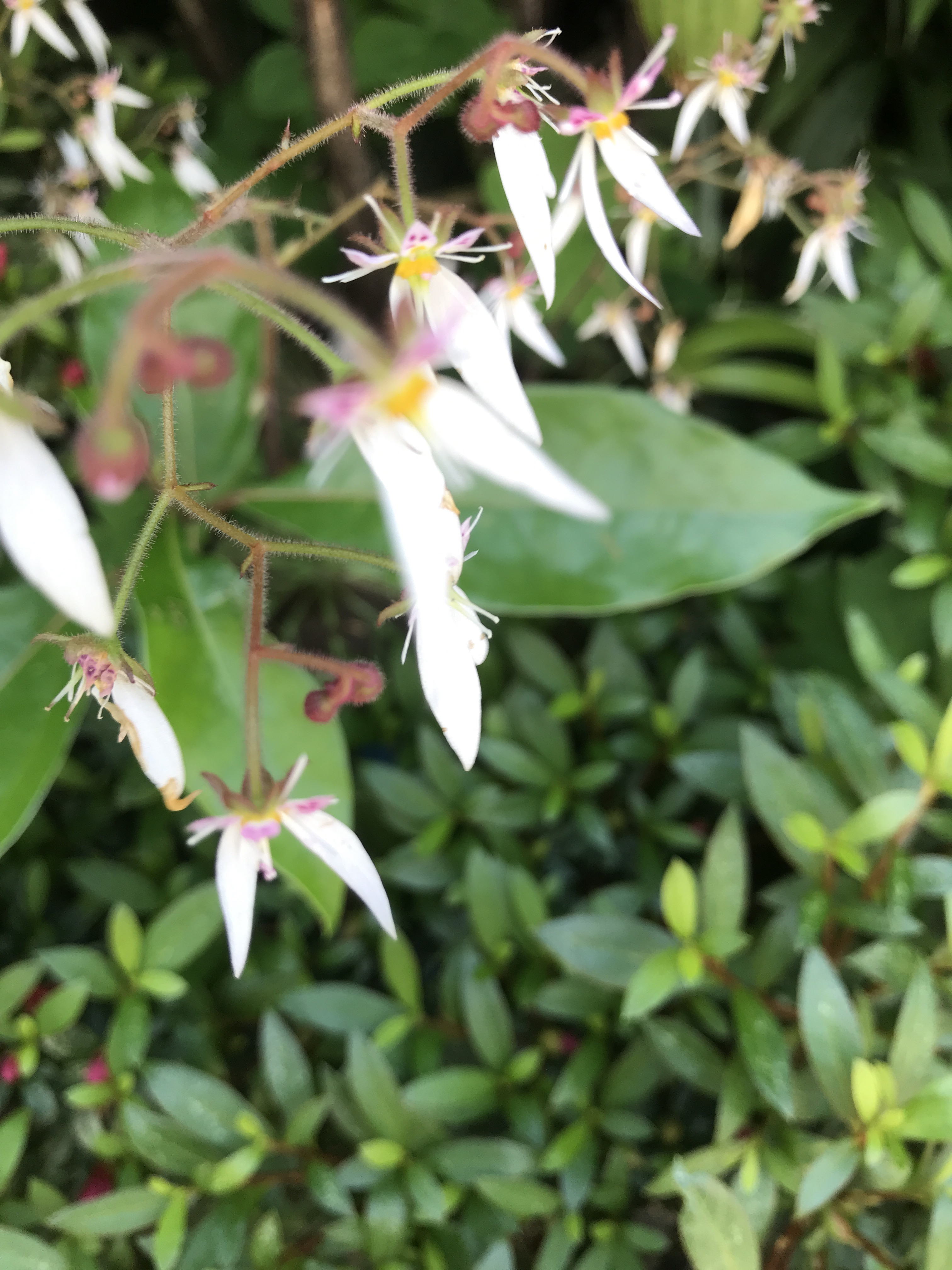 Saxifraga stolonifera (Strawberry Begonia)