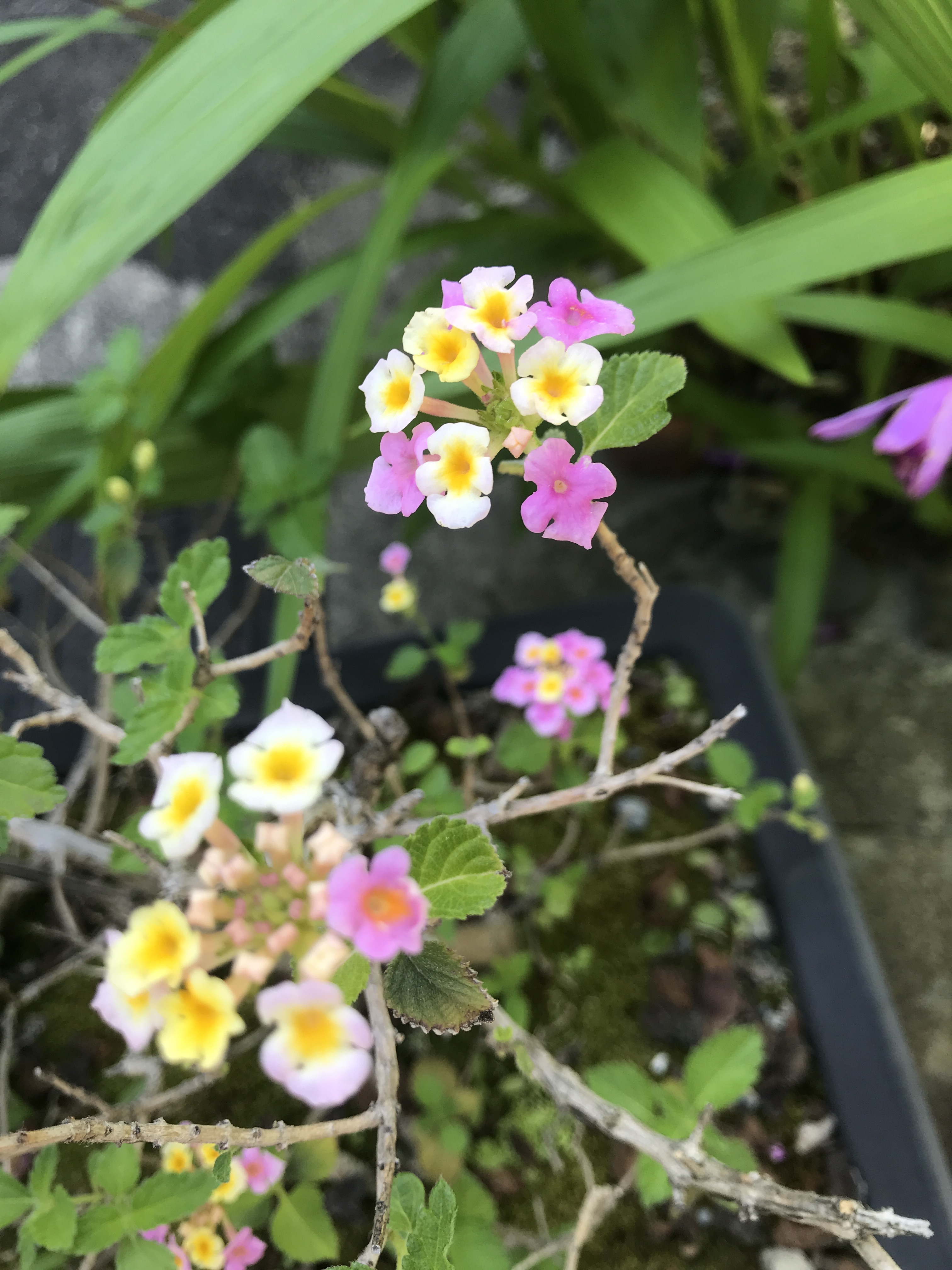 Lantana