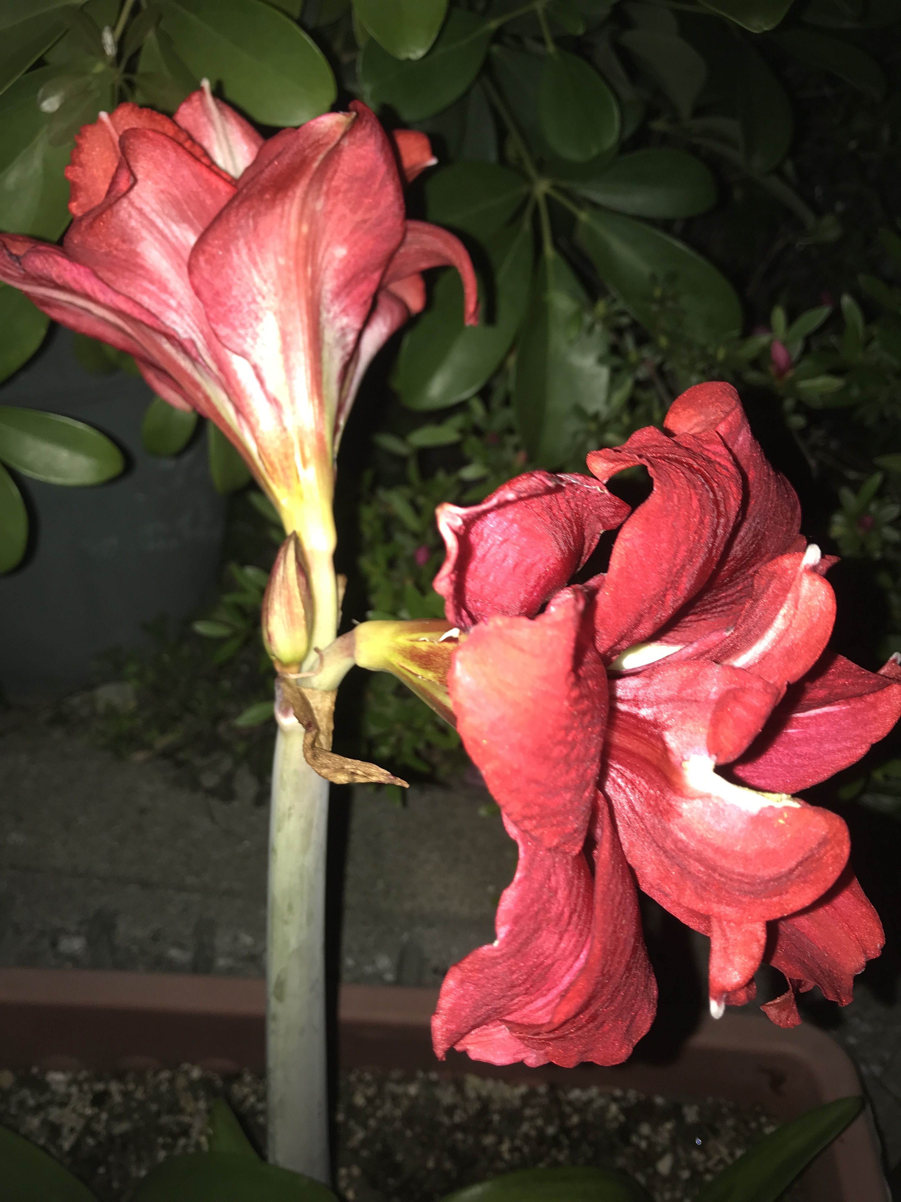 Amaryllis
