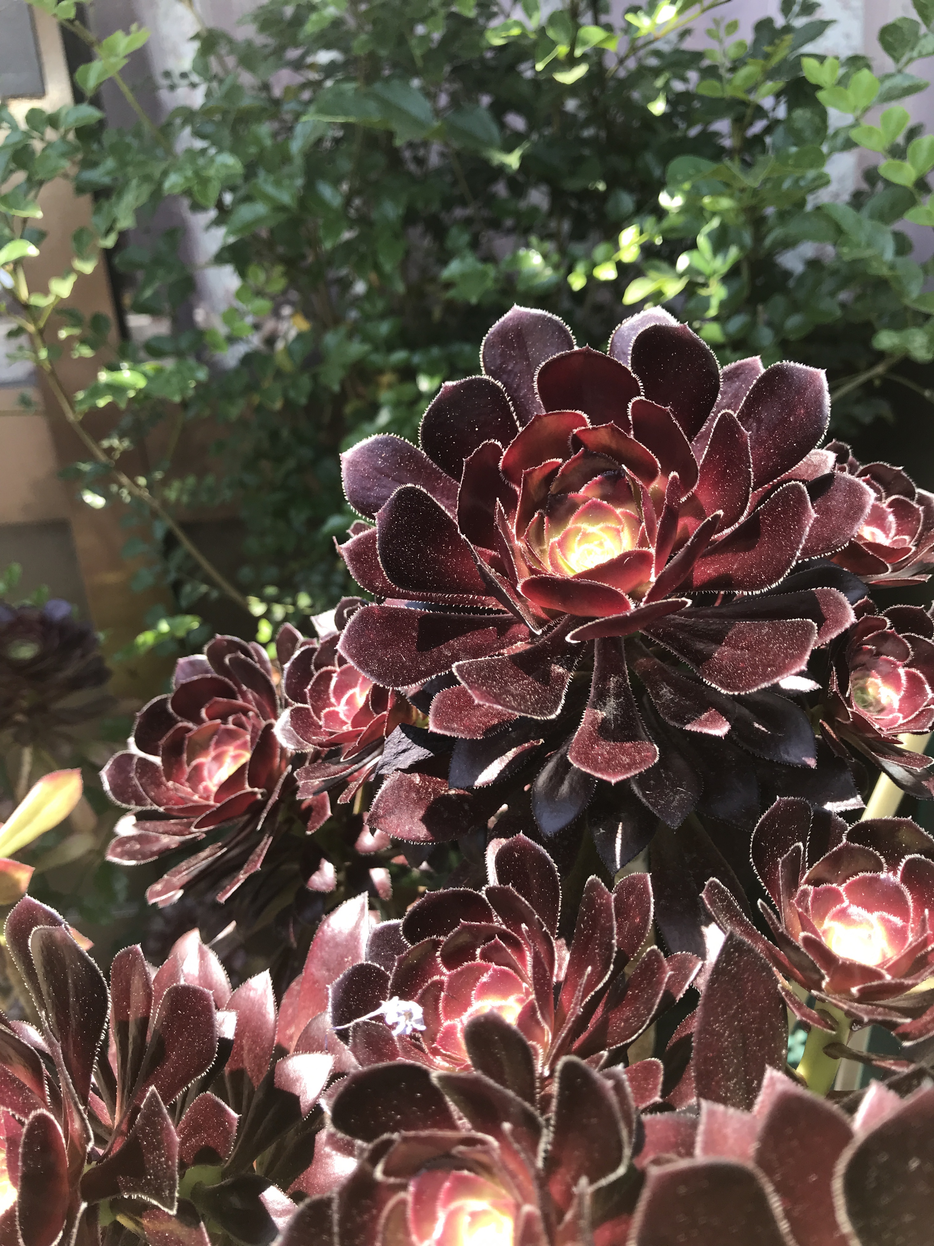Aeonium arboreum