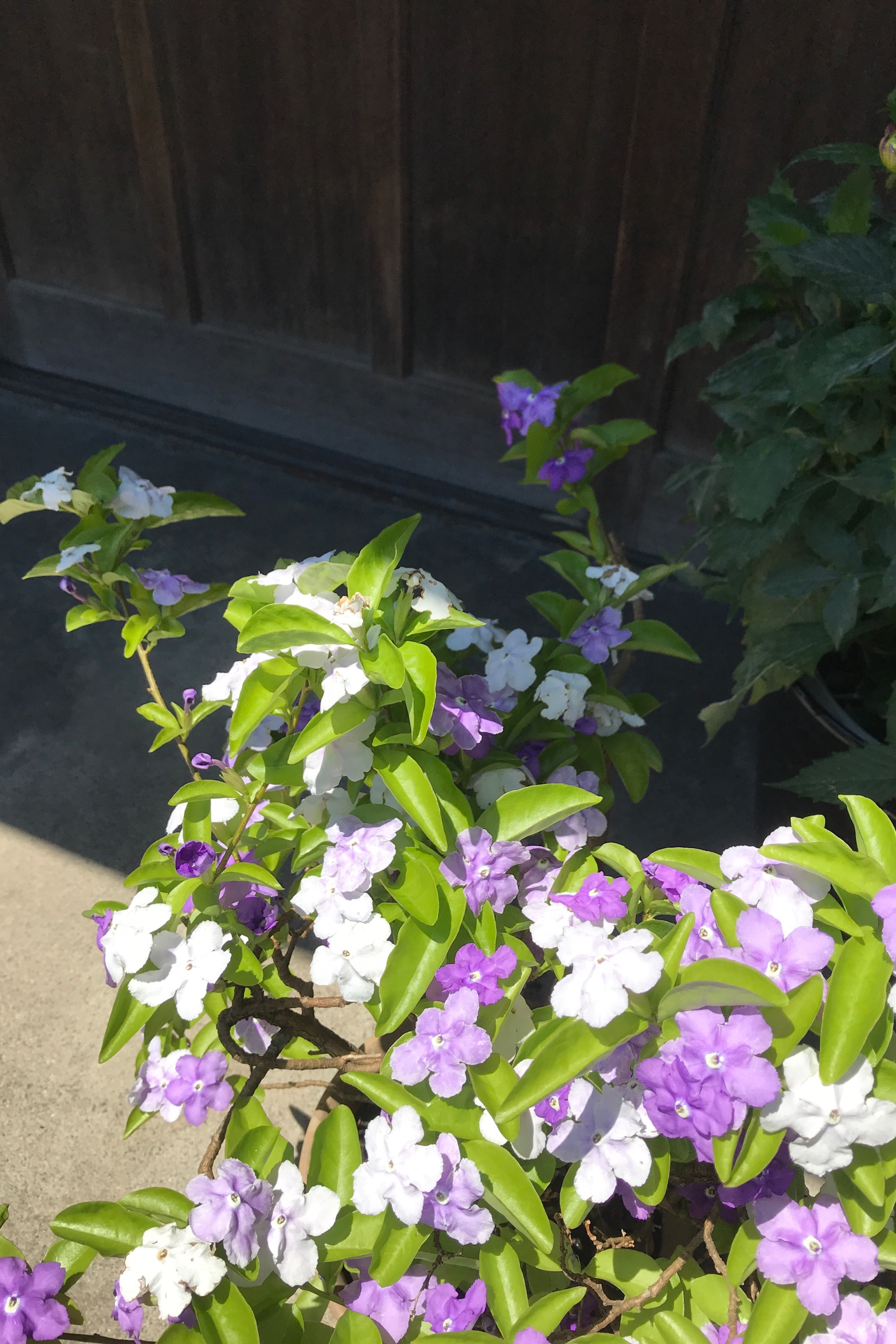 Brunfelsia latifolia (Yesterday, Today, and Tomorrow)