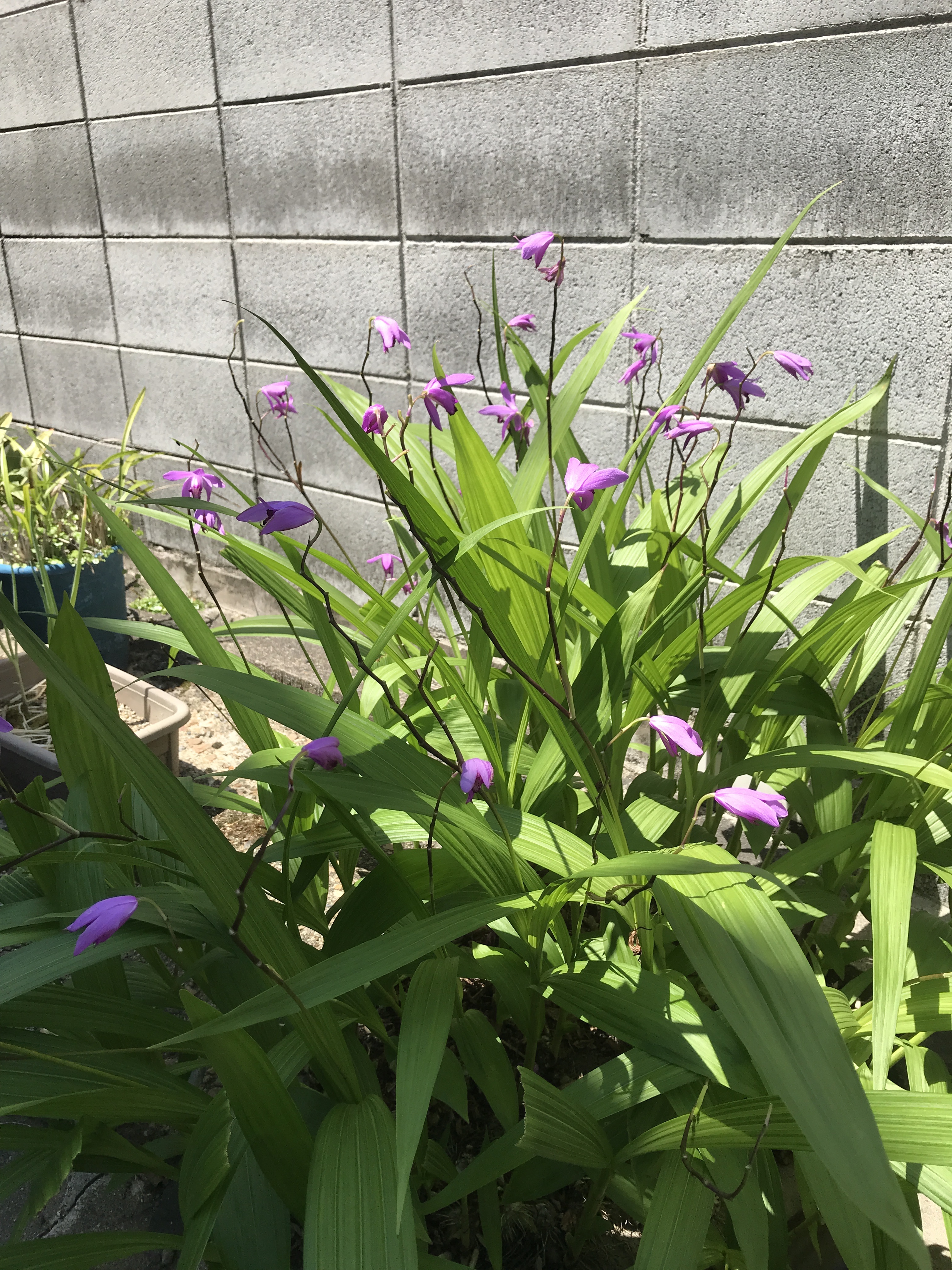 Bletilla striata (Chinese ground orchid)