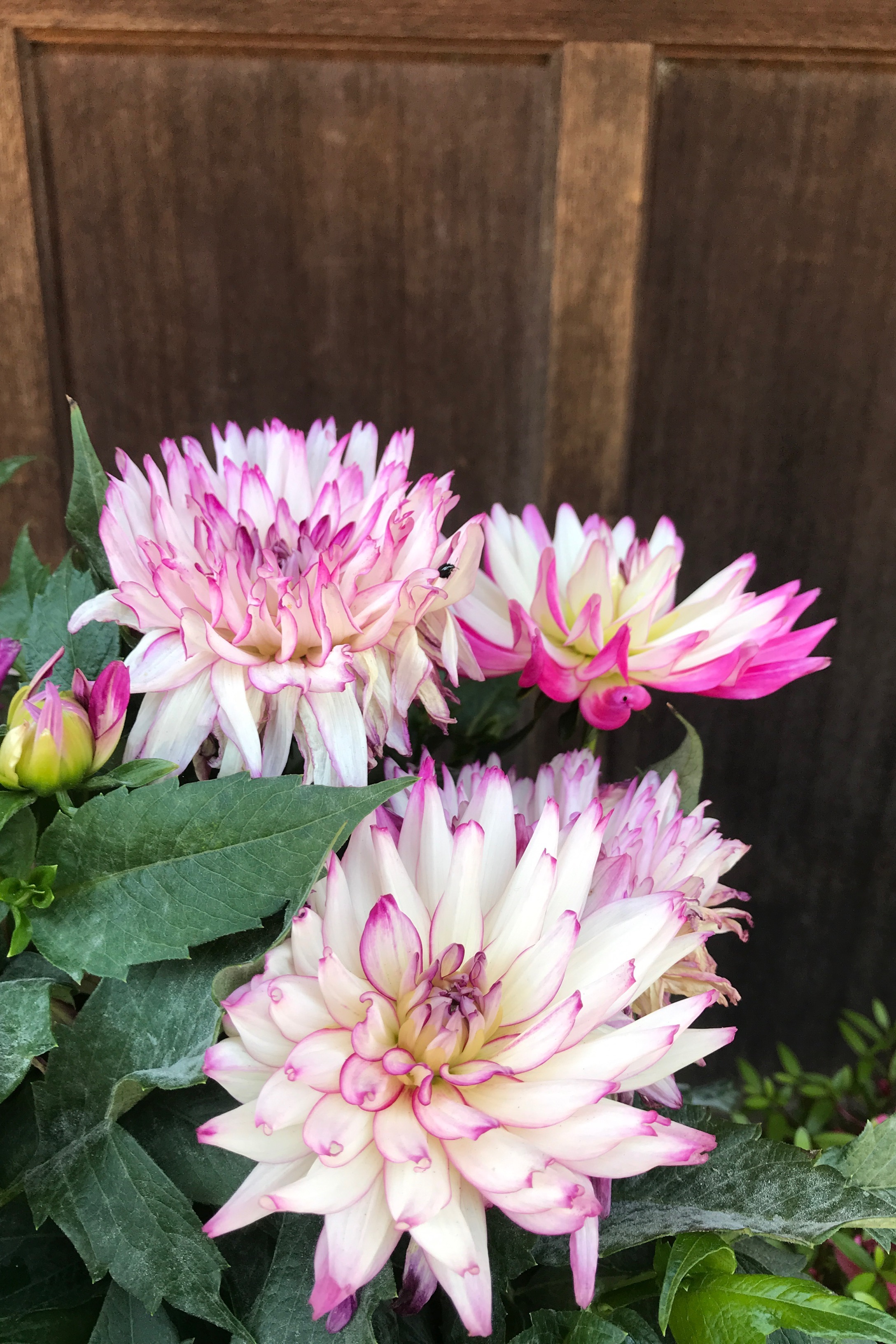 Chrysanthemums (mums)