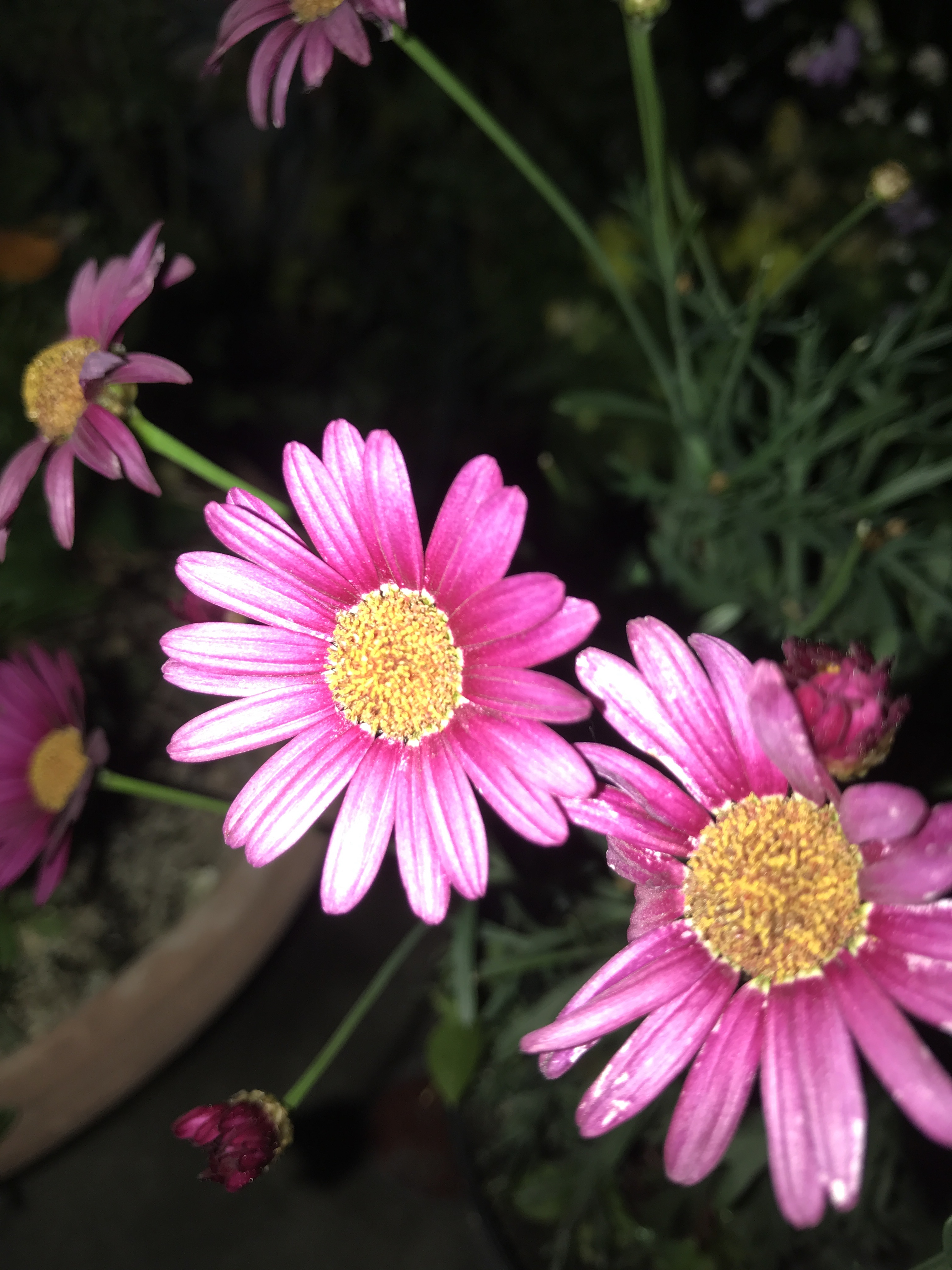 Serching for the name...