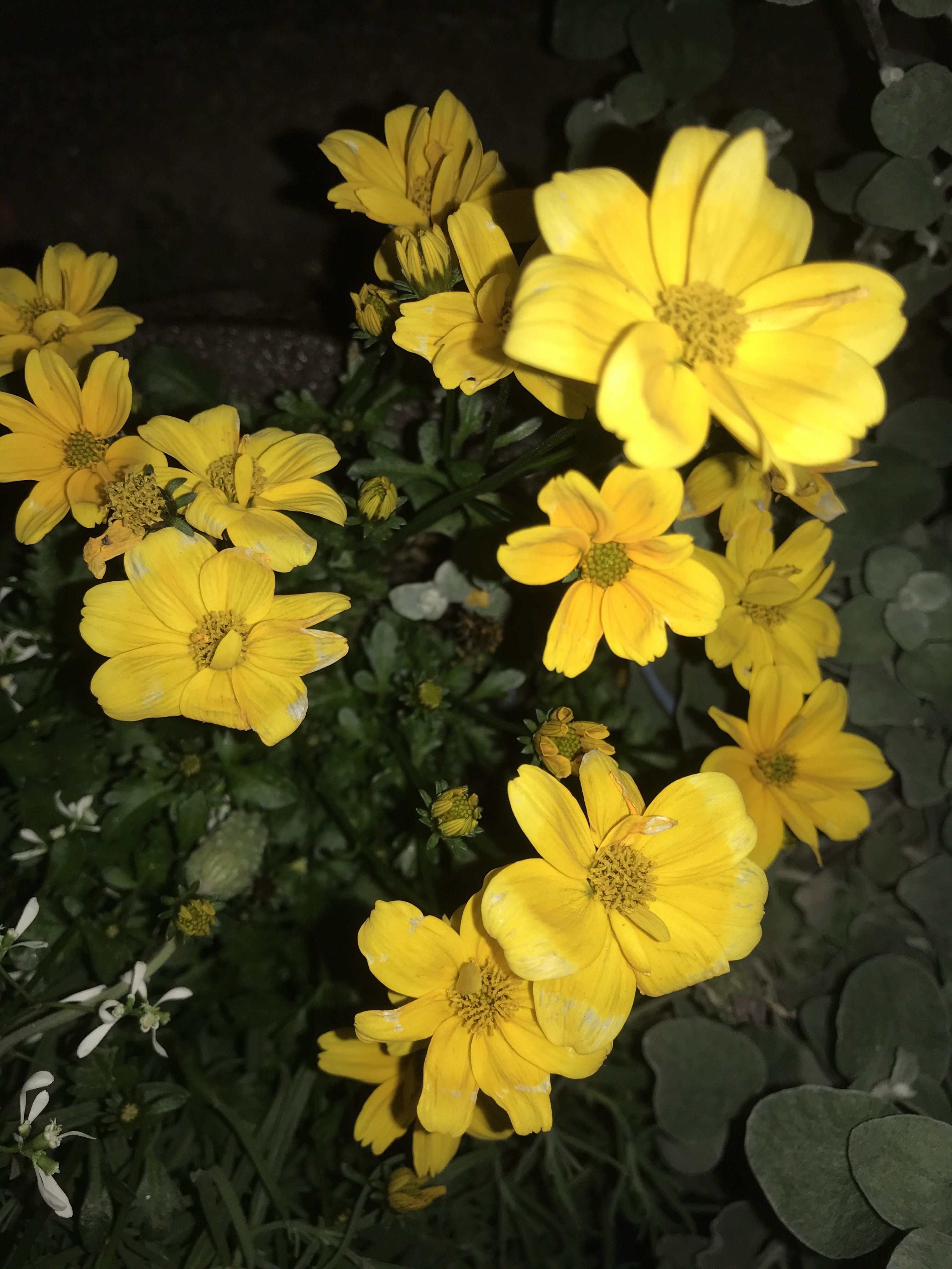 Serching for the name...