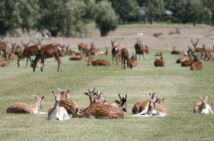 RichmondPark. An amazing area of parkland with hundreds of deer roaming free.'s image 1