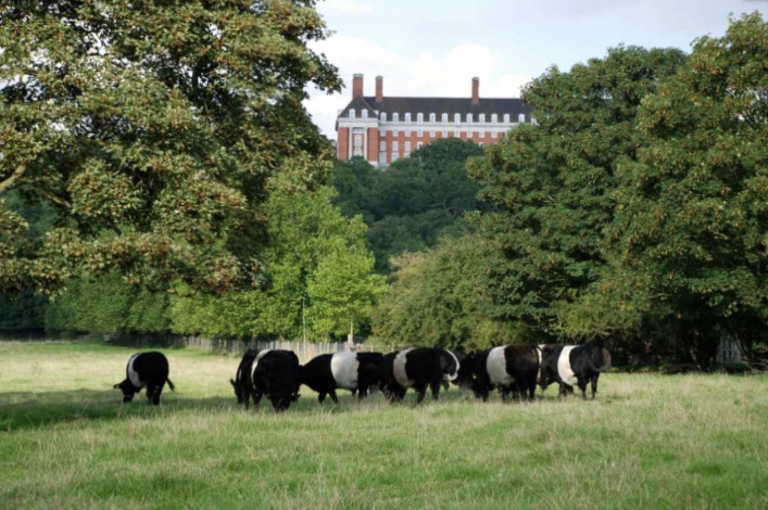 Petersham Meadows where you will find cows grazing and lovely views. It's like being in the country.'s image 1