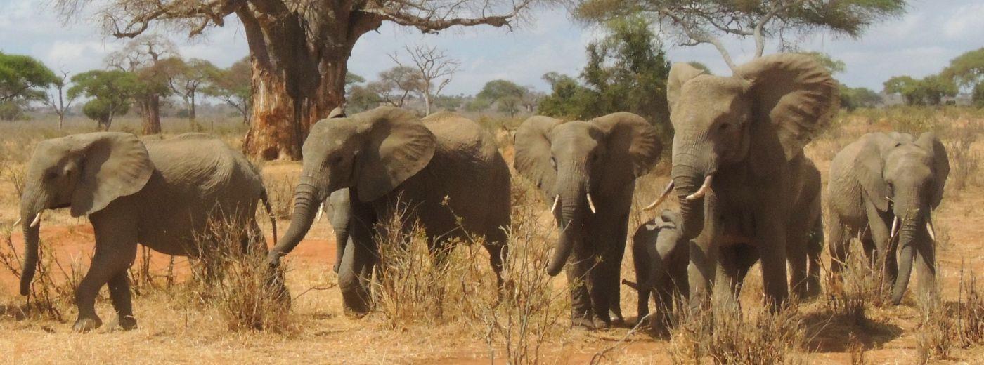 Tarangire National Park's image 1